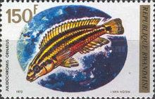 Golden Julie (Julidochromis ornatus)
