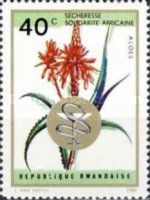Aloe africana