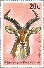 Ugandan Kob (Kobus kob thomasi)