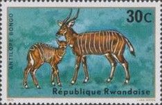 Bongo (Tragelaphus eurycerus)