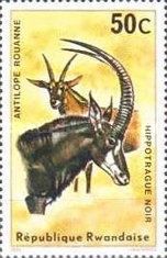 Sable Antelope (Hippotragus niger)