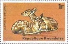 Sitatunga (Tragelaphus spekii)