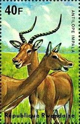 Impala (Aepyceros melampus)
