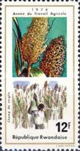 Sorghum