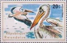 Great White Pelican (Pelecanus onocrotalus)