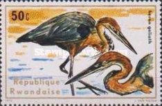 Goliath Heron (Ardea goliath)