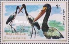 Saddle-billed Stork (Ephippiorhynchus senegalensis)