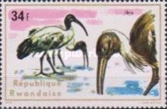 African Sacred Ibis (Threskiornis aethiopicus)