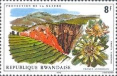 Erosion prevention and Protea Madiensis