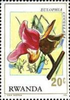Eulophia cucullata