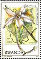 Aerangis kotschyana