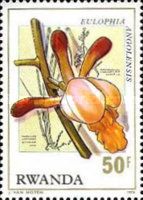 Eulophia angolensis