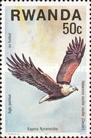 African Fish-Eagle (Haliaeetus vocifer)