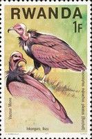 Hooded Vulture (Necrosyrtes monachus)