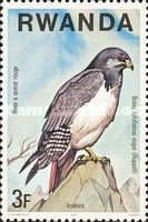Augur Buzzard (Buteo augur)