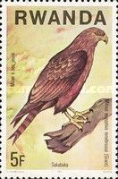 Yellow-billed Kite (Milvus aegyptius)