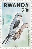 Black-winged Kite (Elanus caeruleus)