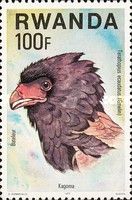 Bateleur Eagle (Terathopius ecaudatus)