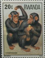 Chimpanzee (Pan troglodytes)