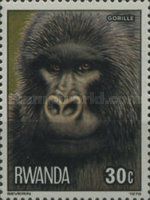 Gorilla (Gorilla beringei beringei)