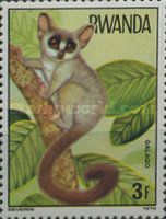 Spectacled Lesser Galago (Galago matschiei)