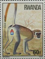 Vervet Monkey (Chlorocebus pygerythrus)