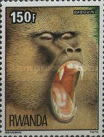 Olive Baboon (Papio anubis)