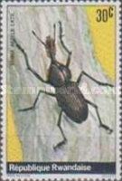 Weevil (Rhina afzelii)