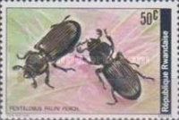 Bess Beetle (Pantalobus palini)