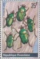 Scarab Beetle (Neptunides stanleyi)
