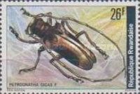 Longhorn Beetle (Petrognatha gigas)