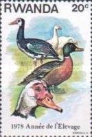 Domestic Goose (Anser anser domestica), Domestic Duck