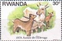 Domestic Goat (Capra aegagrus hircus)