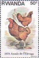 Chicken (Gallus gallus domesticus)
