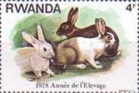 Domestic Rabbit (Oryctolagus cuniculus domesticus)