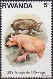 Domestic Pig (Sus scrofa domestica)
