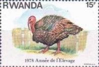 Domesticated Turkey (Meleagris gallopavo)