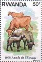 Cattle (Bos primigenius taurus), Domestic Sheep (Ovis ammon