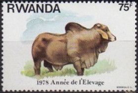 Zebu (Bos primigenius indicus)