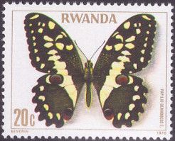 Citrus Swallowtail (Papilio demodocus)