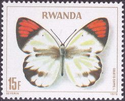 Smoky Orange Tip (Colotis evippe)