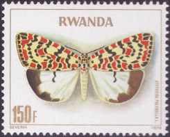 Crimson-speckled Flunkey (Utetheisa pulchella)