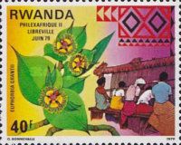 Euphorbia Grantii and weavers