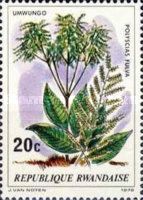 Polycias Fulva