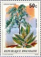 Ilex mitis