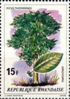 Ficus thonningi