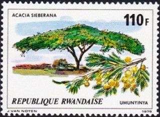 Acacia sieberana