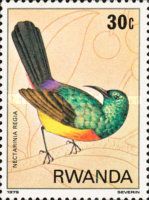 Regal Sunbird (Cinnyris regius)
