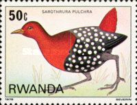 White-spotted Flufftail (Sarothrura pulchra)
