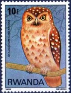 Chestnut Owlet (Glaucidium castaneum)